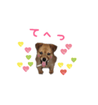 のら犬みたいなチョコビだよ（個別スタンプ：10）