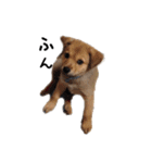 のら犬みたいなチョコビだよ（個別スタンプ：11）