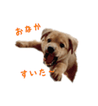 のら犬みたいなチョコビだよ（個別スタンプ：12）