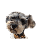 のら犬みたいなチョコビだよ（個別スタンプ：14）