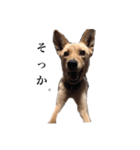 のら犬みたいなチョコビだよ（個別スタンプ：16）