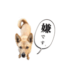 のら犬みたいなチョコビだよ（個別スタンプ：17）