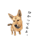のら犬みたいなチョコビだよ（個別スタンプ：19）