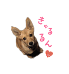のら犬みたいなチョコビだよ（個別スタンプ：20）