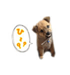 のら犬みたいなチョコビだよ（個別スタンプ：21）