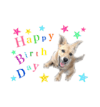 のら犬みたいなチョコビだよ（個別スタンプ：22）