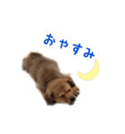 のら犬みたいなチョコビだよ（個別スタンプ：23）