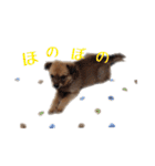 のら犬みたいなチョコビだよ（個別スタンプ：24）