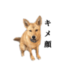 のら犬みたいなチョコビだよ（個別スタンプ：25）