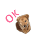 のら犬みたいなチョコビだよ（個別スタンプ：26）