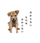 のら犬みたいなチョコビだよ（個別スタンプ：27）