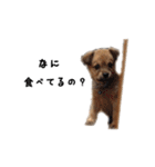 のら犬みたいなチョコビだよ（個別スタンプ：28）