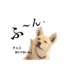 のら犬みたいなチョコビだよ（個別スタンプ：31）