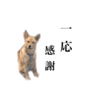のら犬みたいなチョコビだよ（個別スタンプ：32）