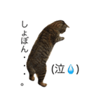 我が家の猫様。（個別スタンプ：2）