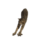 我が家の猫様。（個別スタンプ：4）