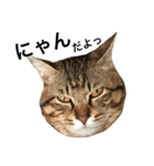 我が家の猫様。（個別スタンプ：5）