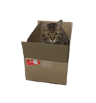 我が家の猫様。（個別スタンプ：6）