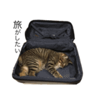 我が家の猫様。（個別スタンプ：8）