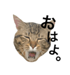 我が家の猫様。（個別スタンプ：9）