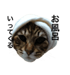 我が家の猫様。（個別スタンプ：10）
