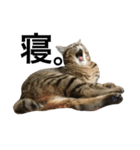 我が家の猫様。（個別スタンプ：11）