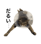 我が家の猫様。（個別スタンプ：12）