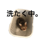 我が家の猫様。（個別スタンプ：13）