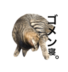我が家の猫様。（個別スタンプ：14）