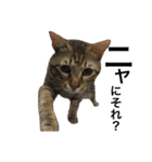 我が家の猫様。（個別スタンプ：15）