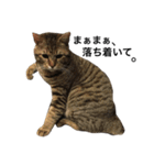 我が家の猫様。（個別スタンプ：16）