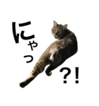 我が家の猫様。（個別スタンプ：17）