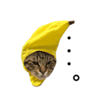 我が家の猫様。（個別スタンプ：18）