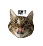 我が家の猫様。（個別スタンプ：19）