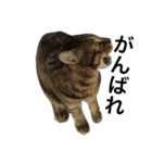 我が家の猫様。（個別スタンプ：20）