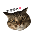 我が家の猫様。（個別スタンプ：21）
