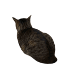 我が家の猫様。（個別スタンプ：24）