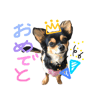 ブラックタンチワワのチョコちゃん（個別スタンプ：3）