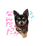 ブラックタンチワワのチョコちゃん（個別スタンプ：5）