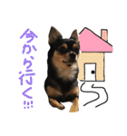 ブラックタンチワワのチョコちゃん（個別スタンプ：12）