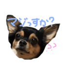 ブラックタンチワワのチョコちゃん（個別スタンプ：16）