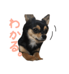 ブラックタンチワワのチョコちゃん（個別スタンプ：24）