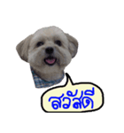 Sunny Lovely Dog（個別スタンプ：1）