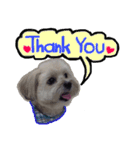 Sunny Lovely Dog（個別スタンプ：2）