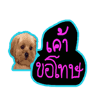 Sunny Lovely Dog（個別スタンプ：3）