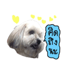 Sunny Lovely Dog（個別スタンプ：4）