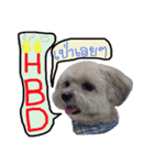 Sunny Lovely Dog（個別スタンプ：5）