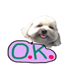Sunny Lovely Dog（個別スタンプ：7）