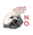 Sunny Lovely Dog（個別スタンプ：8）