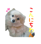 ポメラニアンこのはの日常2（個別スタンプ：2）